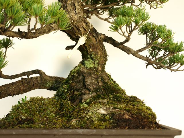 五葉松盆栽 その他 根元拡大