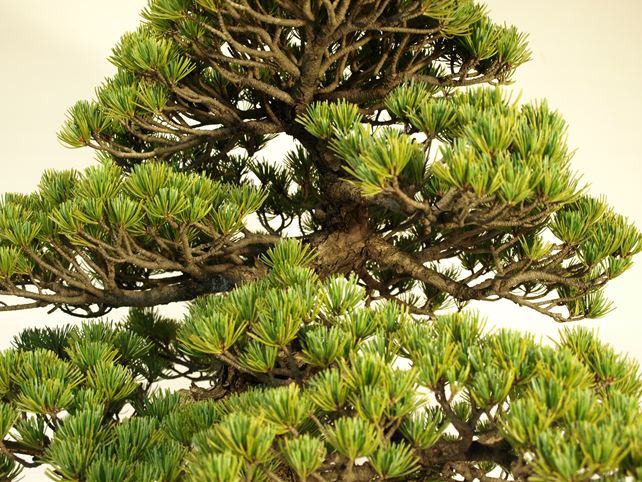 五葉松盆栽 その他 枝周り