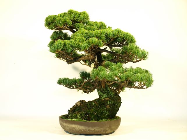五葉松盆栽 模様木 右面