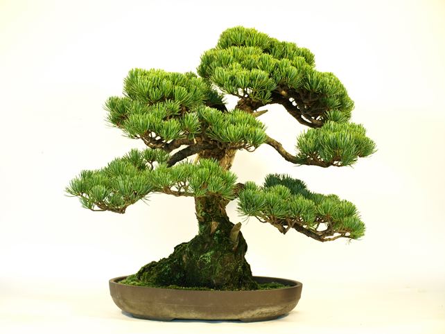 五葉松盆栽 模様木 背面