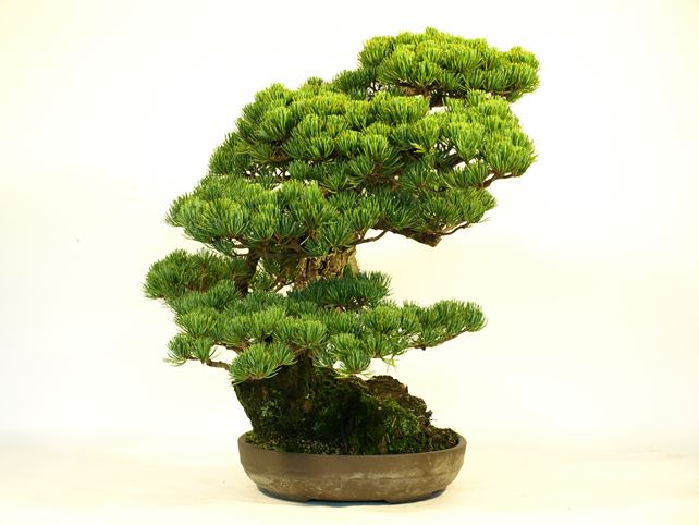 五葉松盆栽 模様木 左面