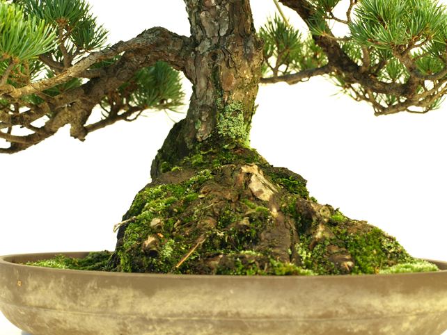 五葉松盆栽 模様木 根元拡大