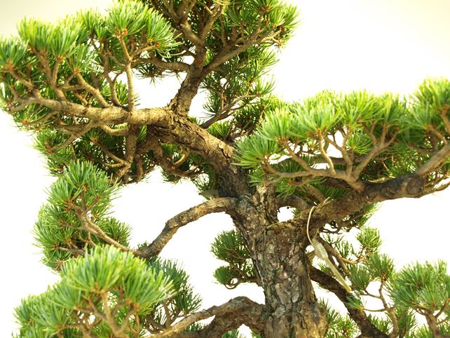 五葉松盆栽 模様木 枝周り