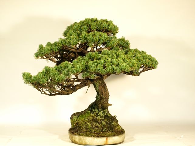 五葉松盆栽 模様木 右面