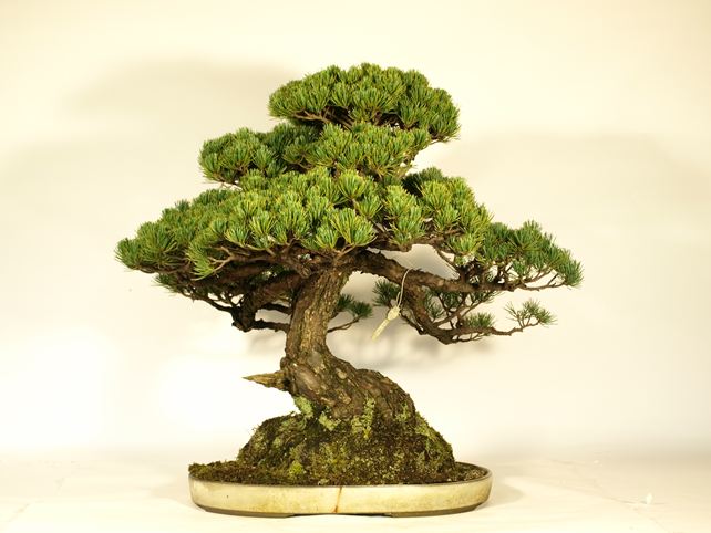 五葉松盆栽 模様木 背面