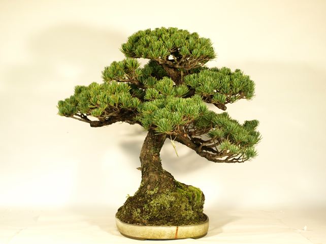 五葉松盆栽 模様木 左面