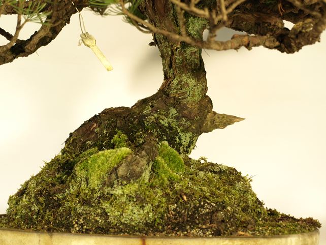 五葉松盆栽 模様木 根元拡大