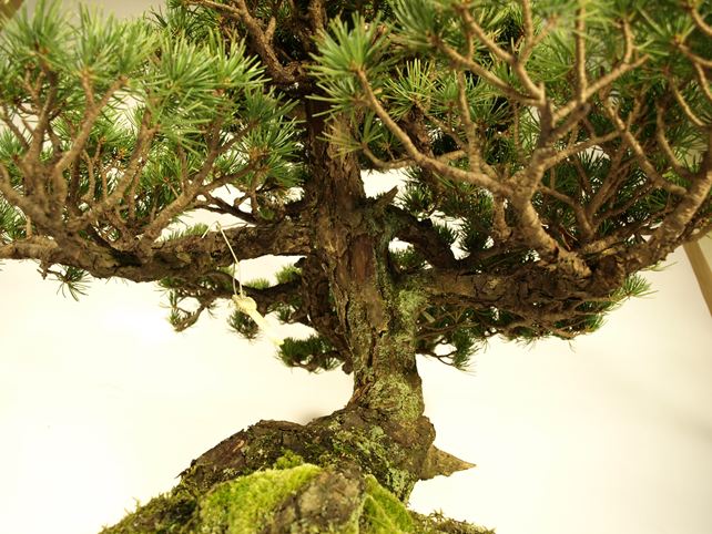 五葉松盆栽 模様木 枝周り