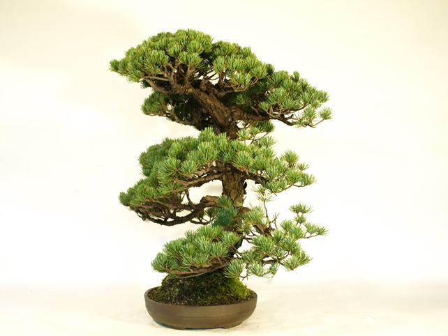 五葉松盆栽 模様木 右面