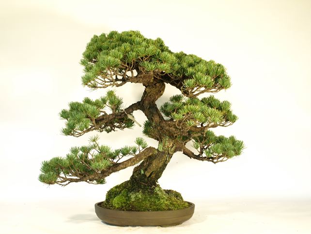 五葉松盆栽 模様木 背面