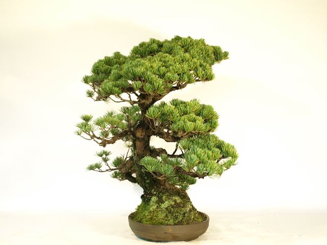 五葉松盆栽 模様木 左面