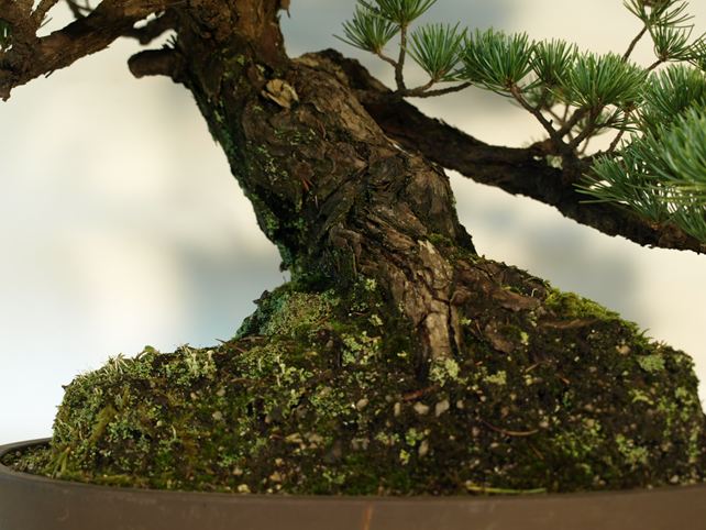 五葉松盆栽 模様木 根元拡大