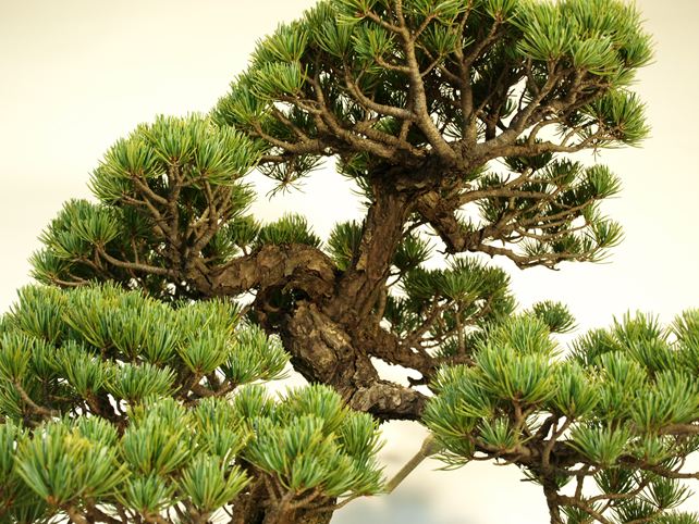 五葉松盆栽 模様木 枝周り