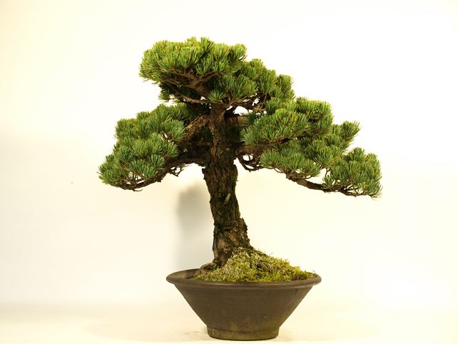 五葉松盆栽 模様木 右面