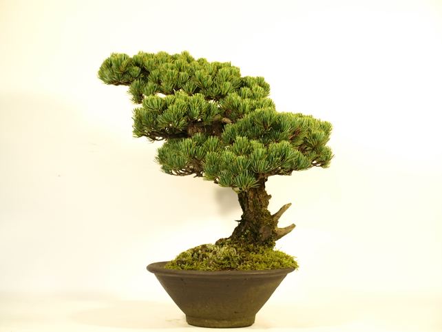 五葉松盆栽 模様木 背面