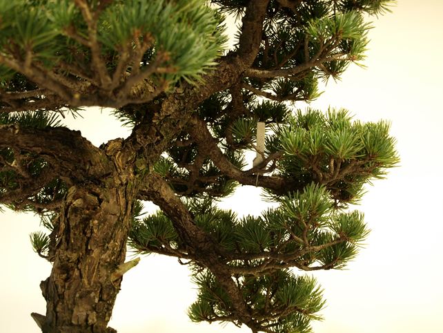 五葉松盆栽 模様木 枝周り