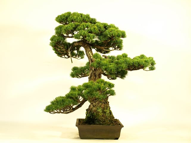 五葉松盆栽 模様木 右面