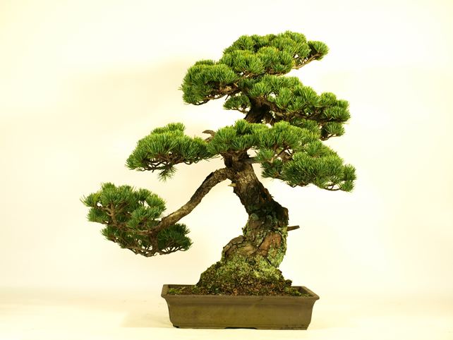 五葉松盆栽 模様木 背面