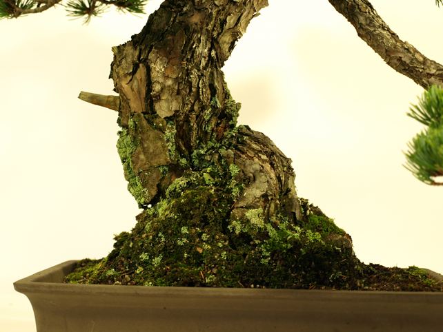 五葉松盆栽 模様木 根元拡大