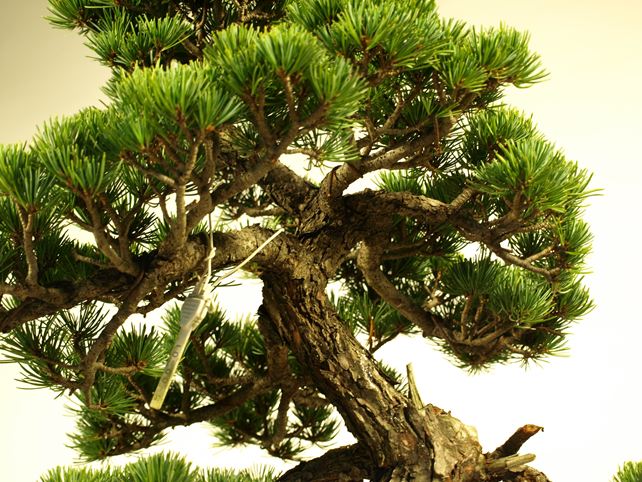 五葉松盆栽 模様木 枝周り