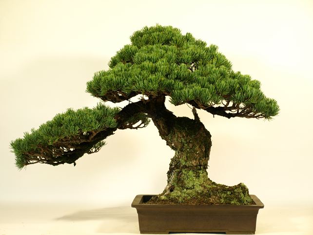 五葉松盆栽 模様木 背面