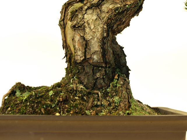 五葉松盆栽 模様木 根元拡大