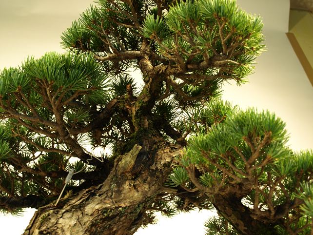 五葉松盆栽 模様木 枝周り