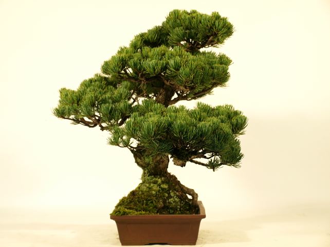 五葉松盆栽 模様木 左面