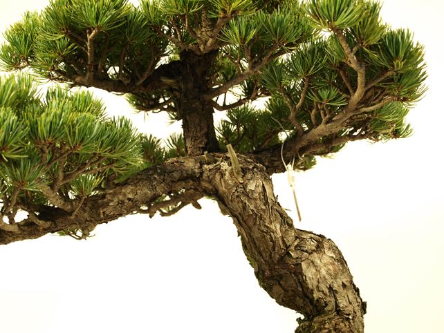 五葉松盆栽 模様木 枝周り