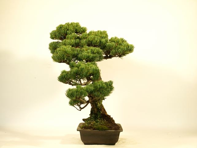 五葉松盆栽 模様木 右面