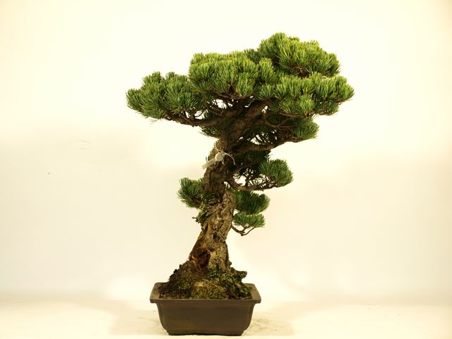 五葉松盆栽 模様木 左面