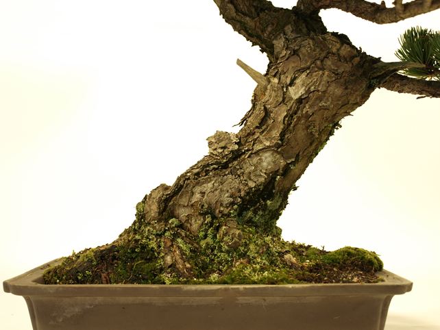 五葉松盆栽 模様木 根元拡大