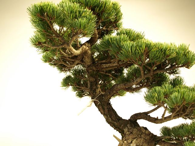 五葉松盆栽 模様木 枝周り