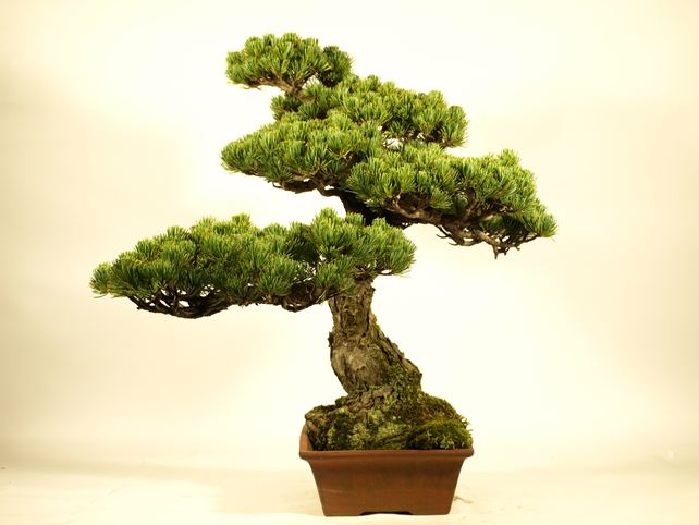 五葉松盆栽 模様木 右面