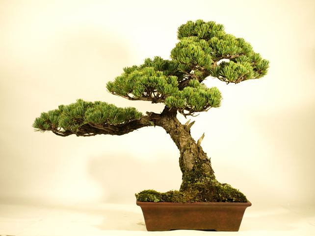 五葉松盆栽 模様木 背面