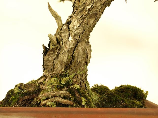 五葉松盆栽 模様木 根元拡大