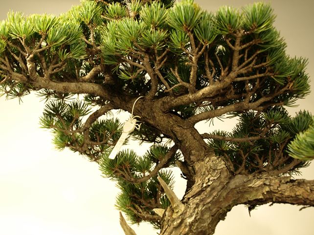 五葉松盆栽 模様木 枝周り