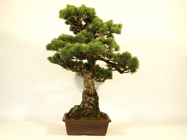 五葉松盆栽 模様木 右面
