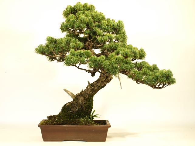 五葉松盆栽 模様木 背面