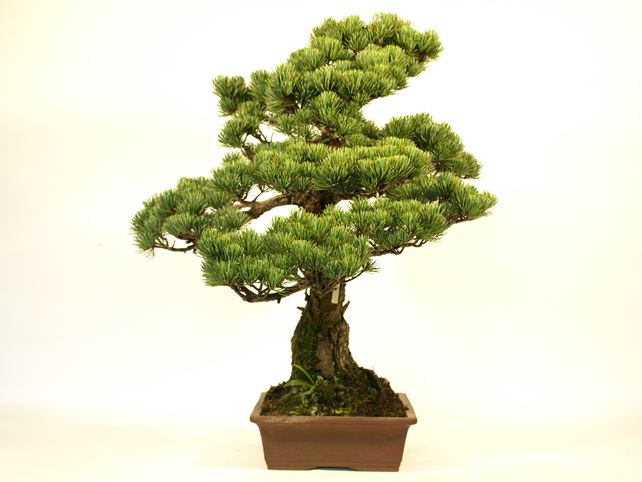 五葉松盆栽 模様木 左面