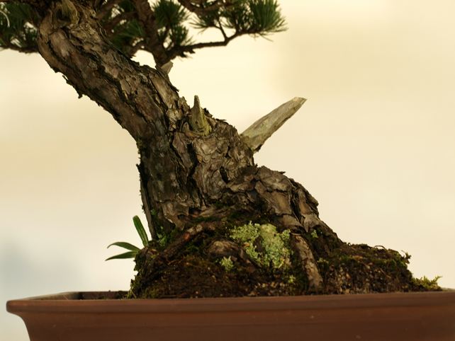 五葉松盆栽 模様木 根元拡大
