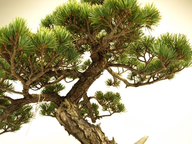 五葉松盆栽 模様木 枝周り