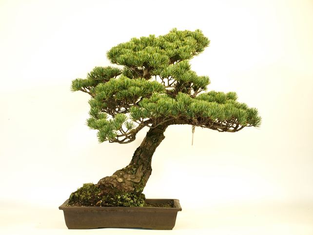 五葉松盆栽 模様木 背面