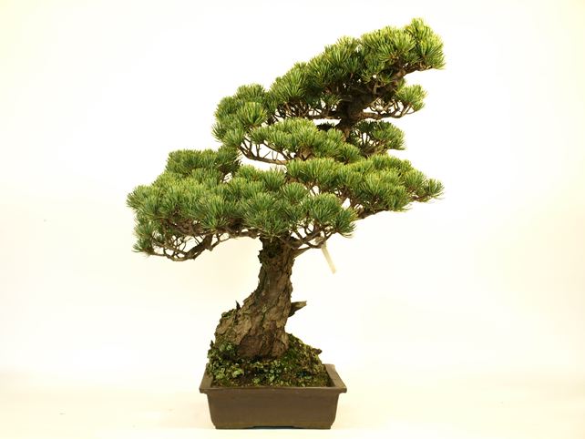 五葉松盆栽 模様木 左面