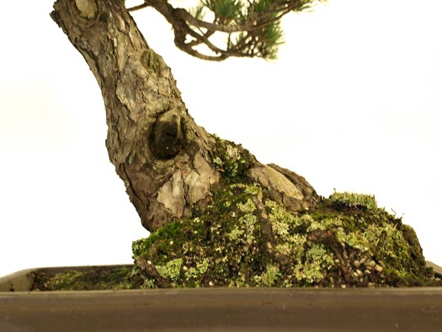 五葉松盆栽 模様木 根元拡大