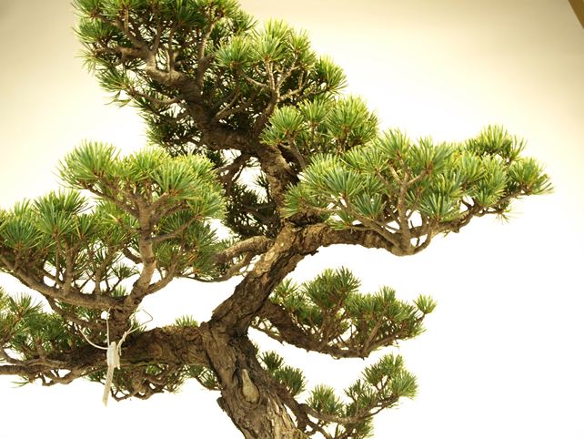 五葉松盆栽 模様木 枝周り