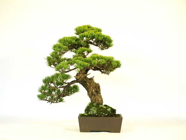 五葉松盆栽 模様木 背面