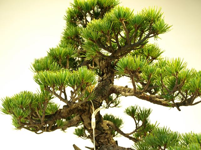 五葉松盆栽 模様木 枝周り