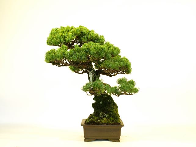 五葉松盆栽 斜幹 右面