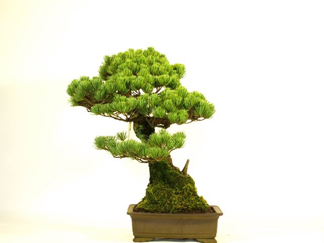 五葉松盆栽 斜幹 背面